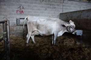 k-V Nirvana bei San Giorgio